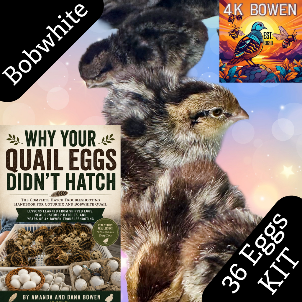 36 Eggs Northern Bobwhite Quail Starter Kit
