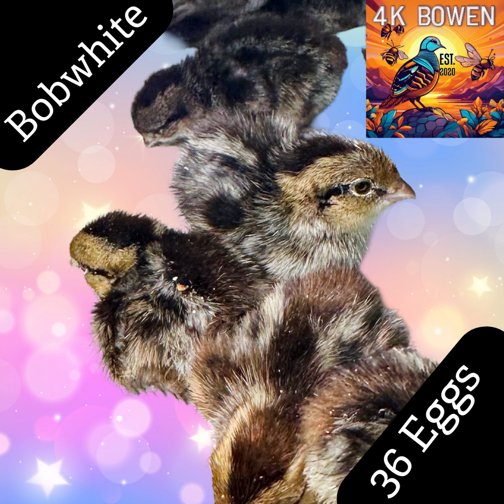 Bobwhite Quail Hatching 36 Eggs