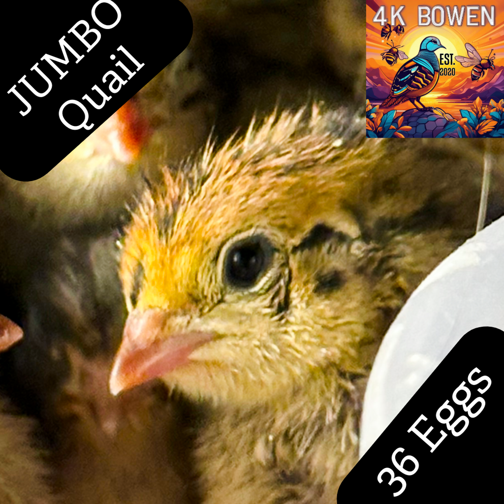 JUMBO Quail Fertile Hatching 36 Eggs