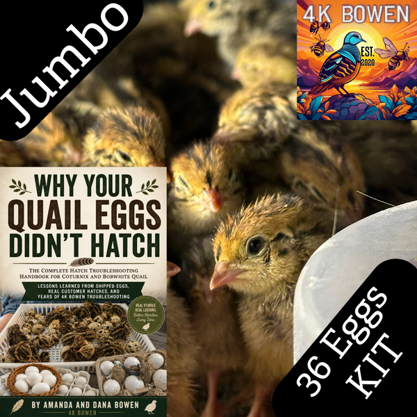 36 Jumbo Coturnix Quail Eggs Starter Kit