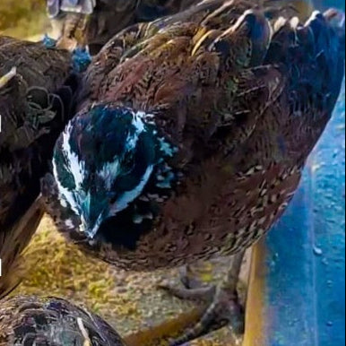24 Northern Bobwhite Quail Hatching Eggs