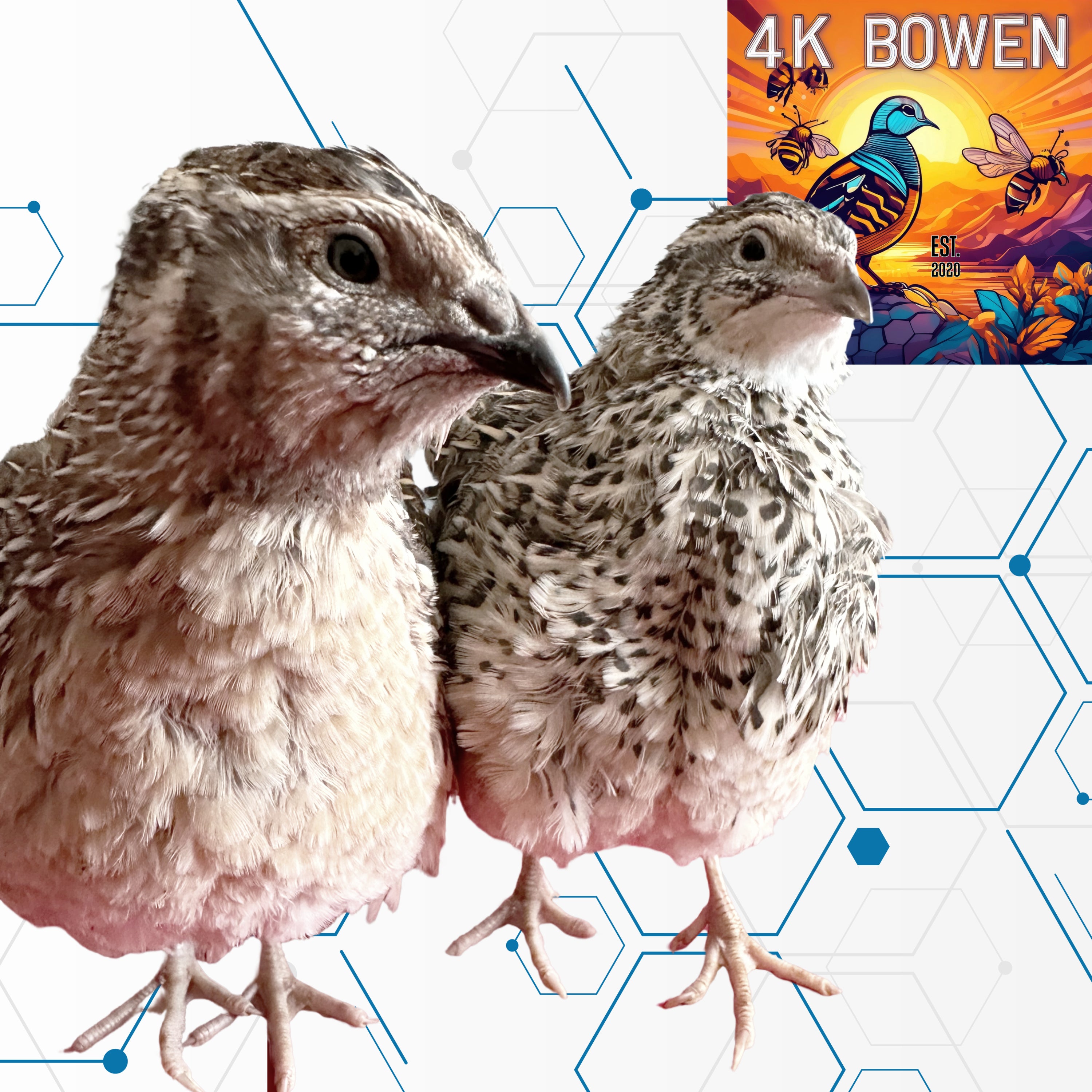 100 Coturnix Quail Fertile Hatching Eggs