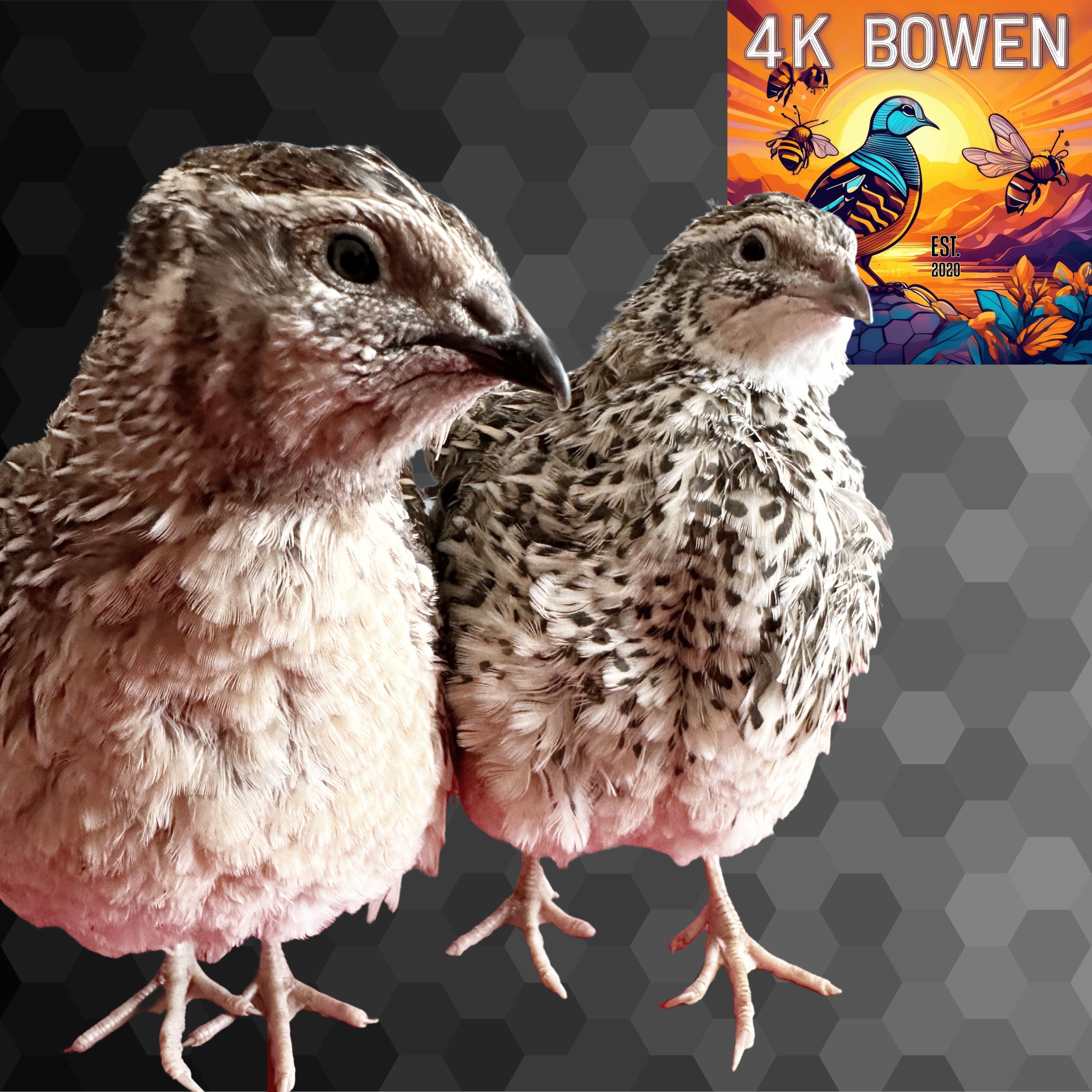 144 Coturnix Quail Fertile Hatching Eggs