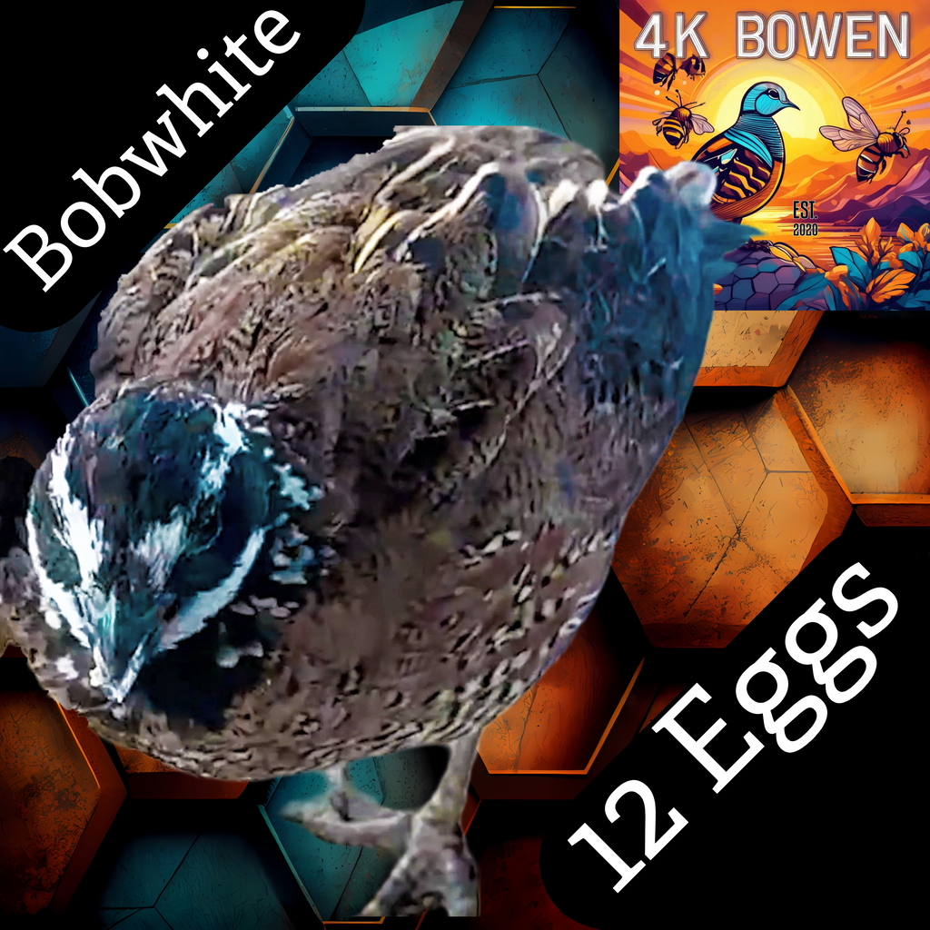 12 Northern Bobwhite Quail Hatching Eggs