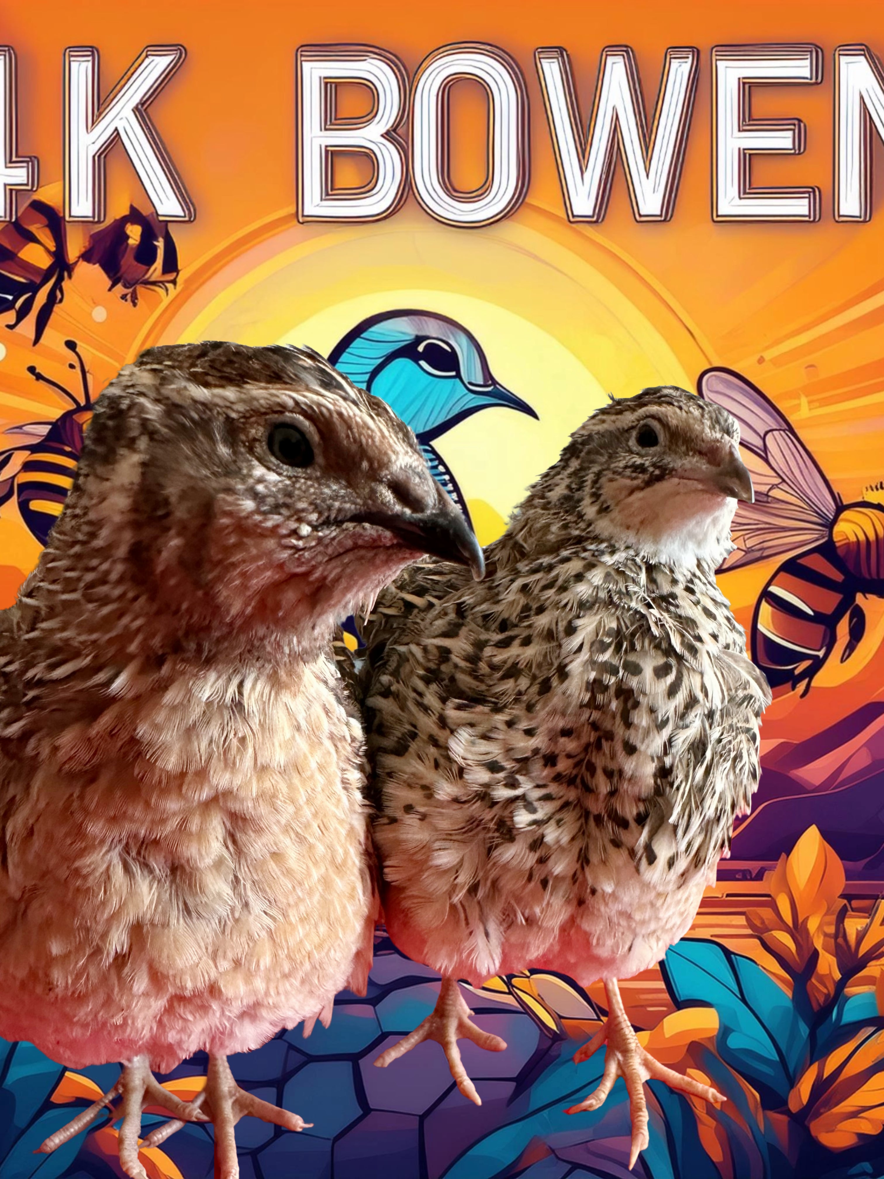 12 Coturnix Quail Fertile Hatching Eggs