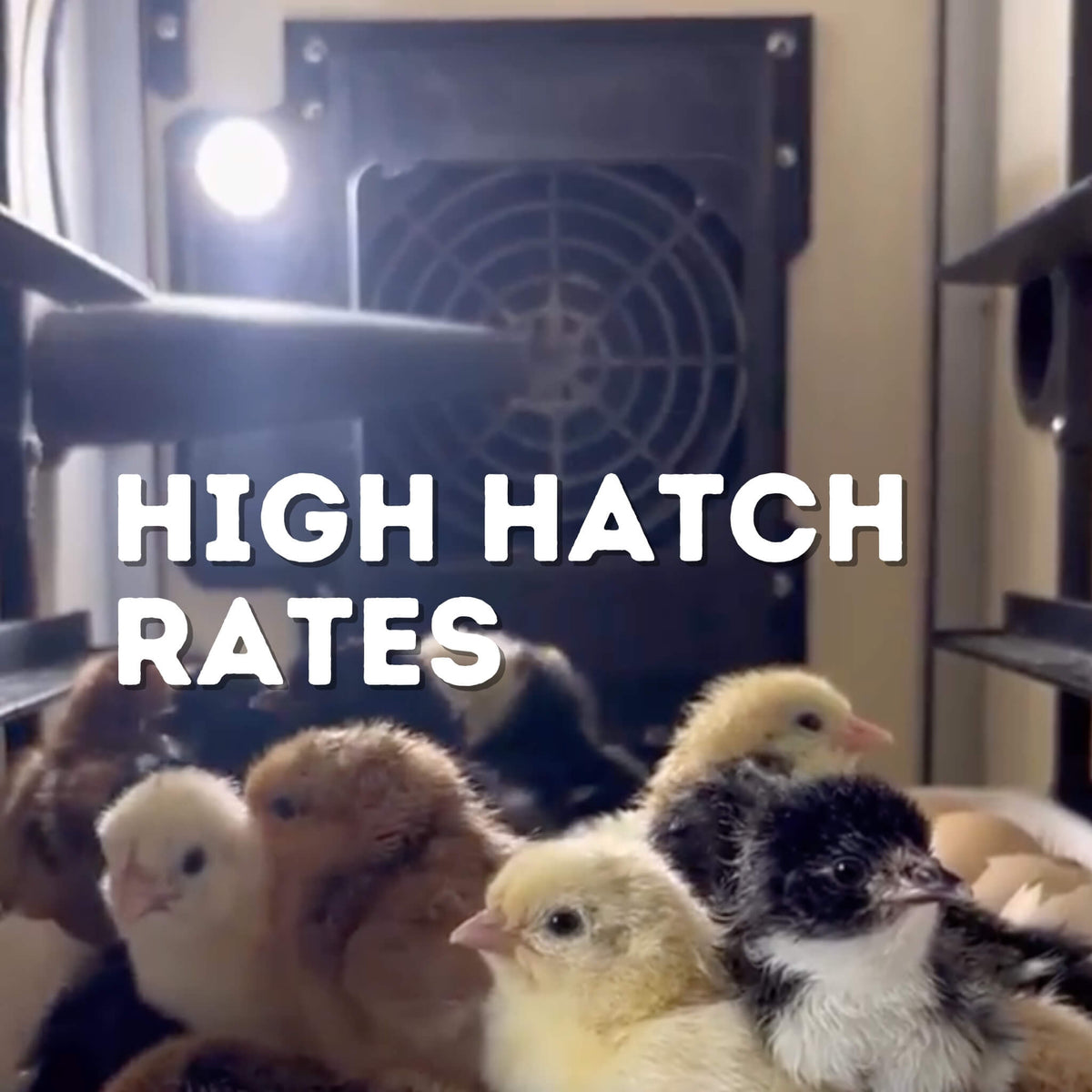 CT180 SH - Egg Incubator - Setter & Hatcher
