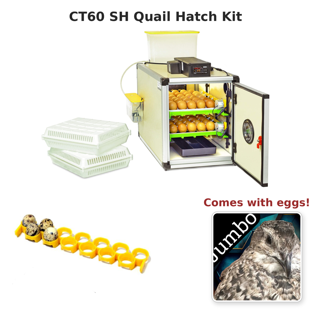 CT60 SH Quail Hatch Kit (156 Eggs)