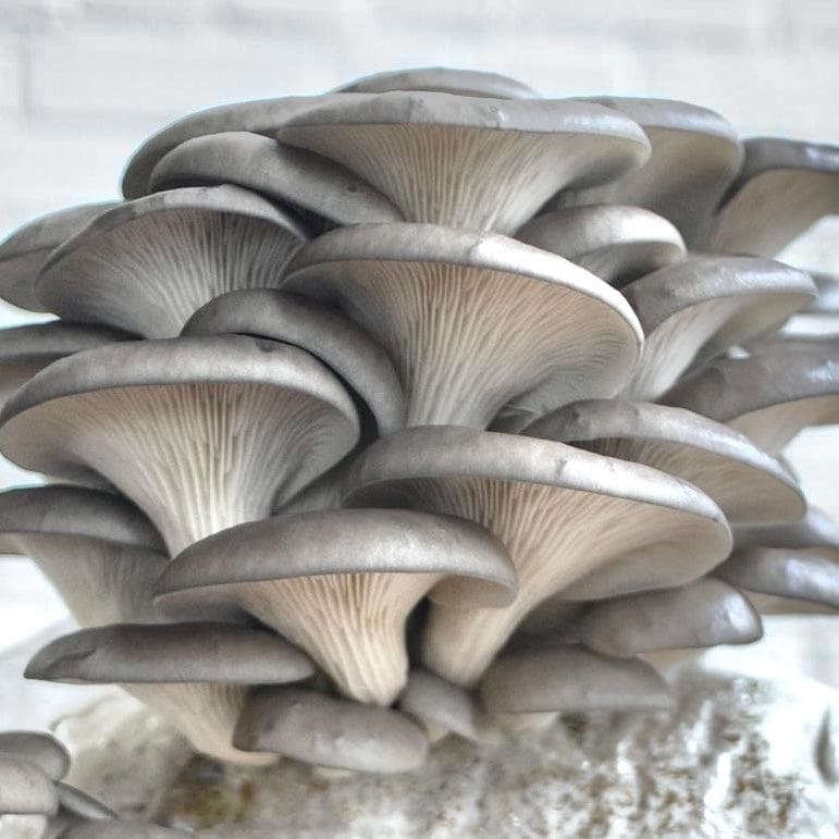 Organic Blue Oyster Mushroom Fruiting Block
