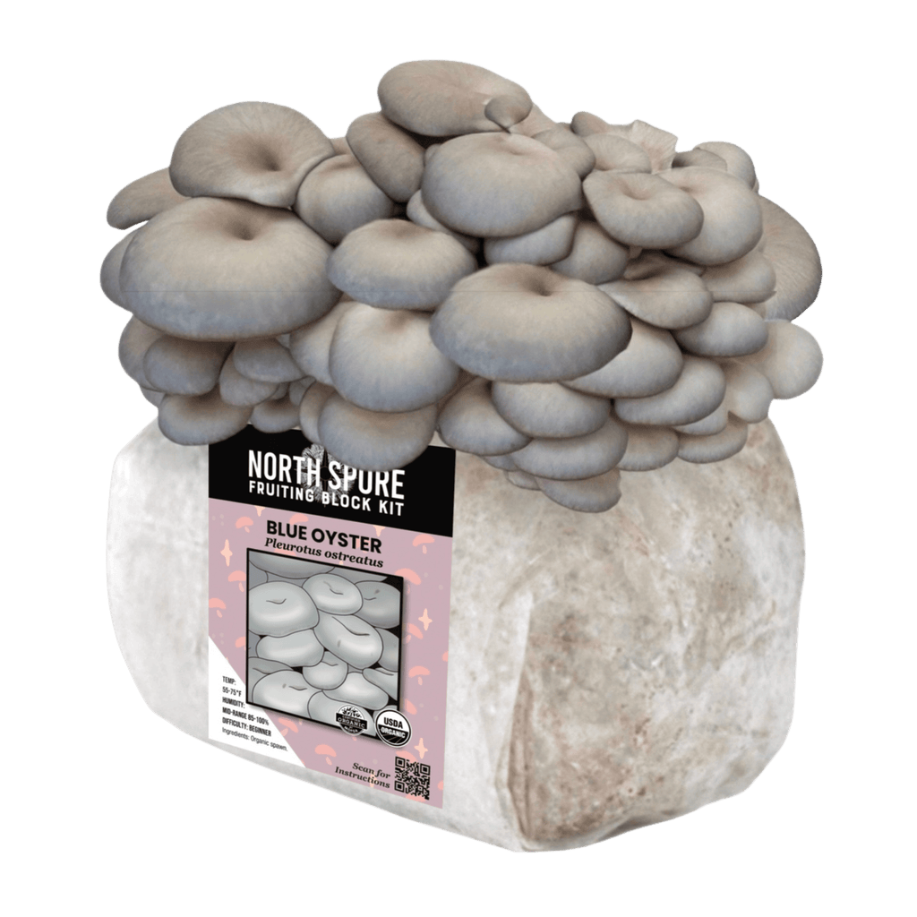 Organic Blue Oyster Mushroom Fruiting Block