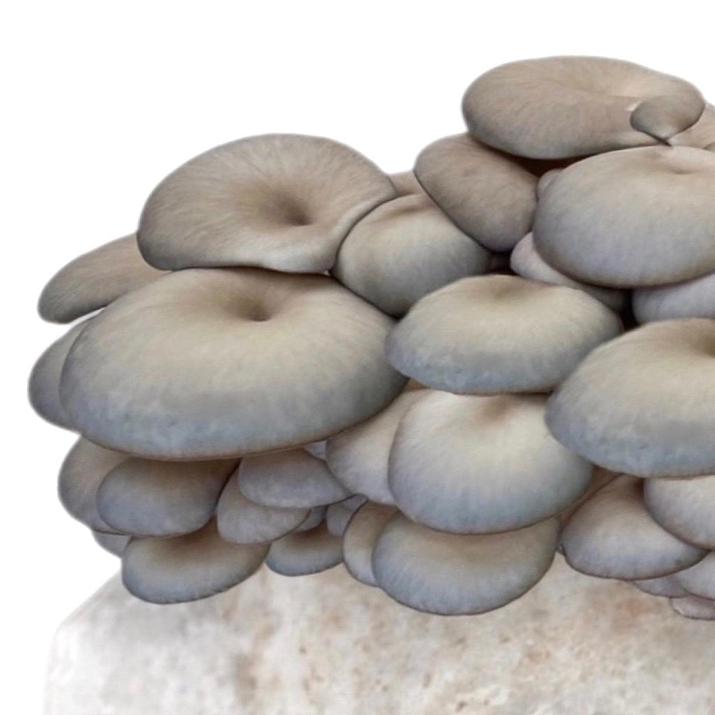 Organic Blue Oyster Mushroom Fruiting Block