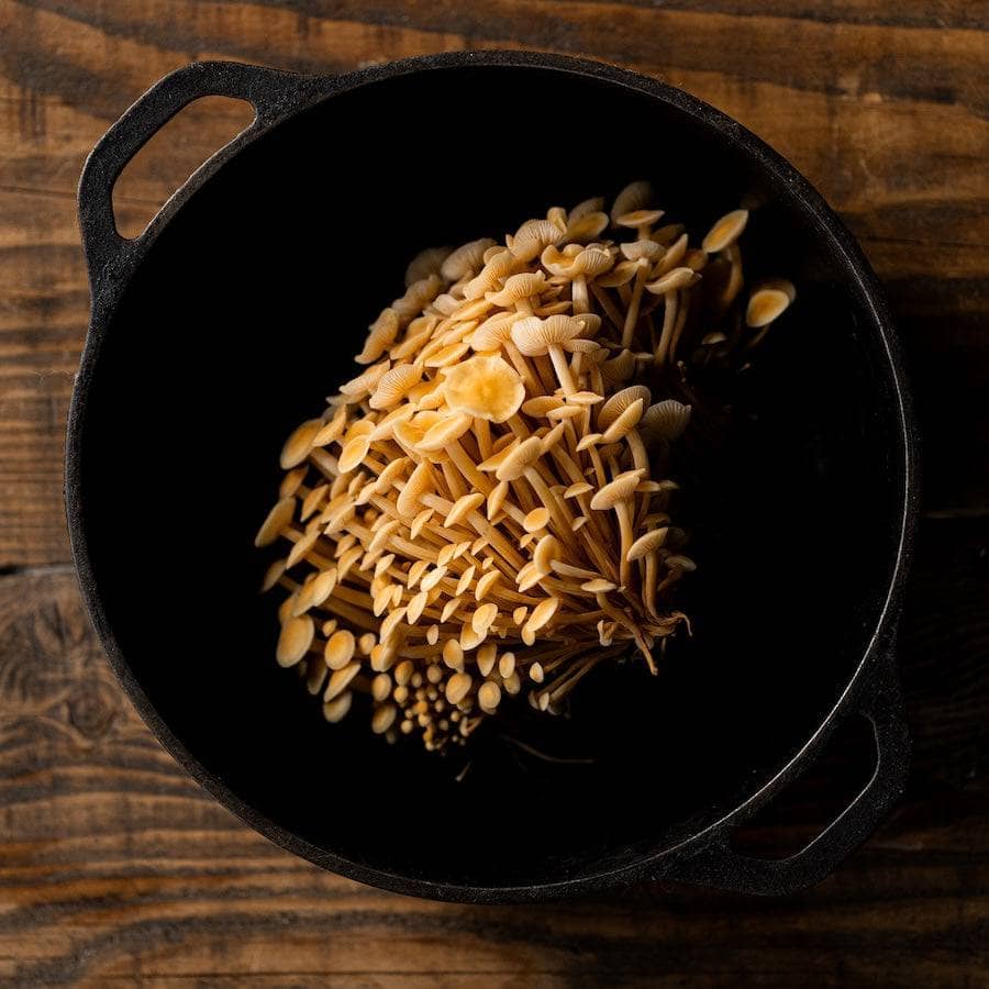 Organic Golden Enoki Mushroom Grow Kit Fruiting Block