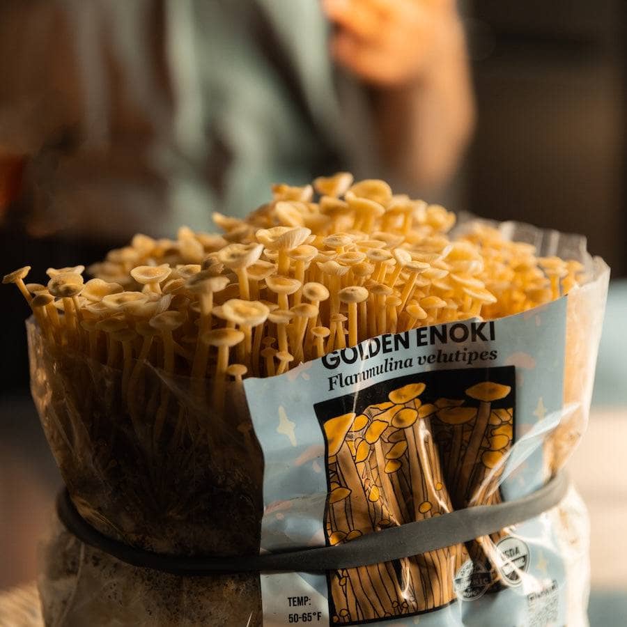 Organic Golden Enoki Mushroom Grow Kit Fruiting Block