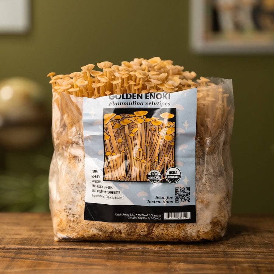 Organic Golden Enoki Mushroom Grow Kit Fruiting Block