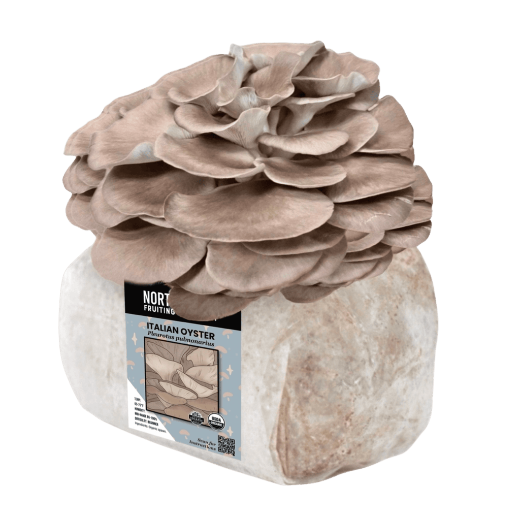 Organic Italian Oyster Mushroom Grow Kit Fruiting Block