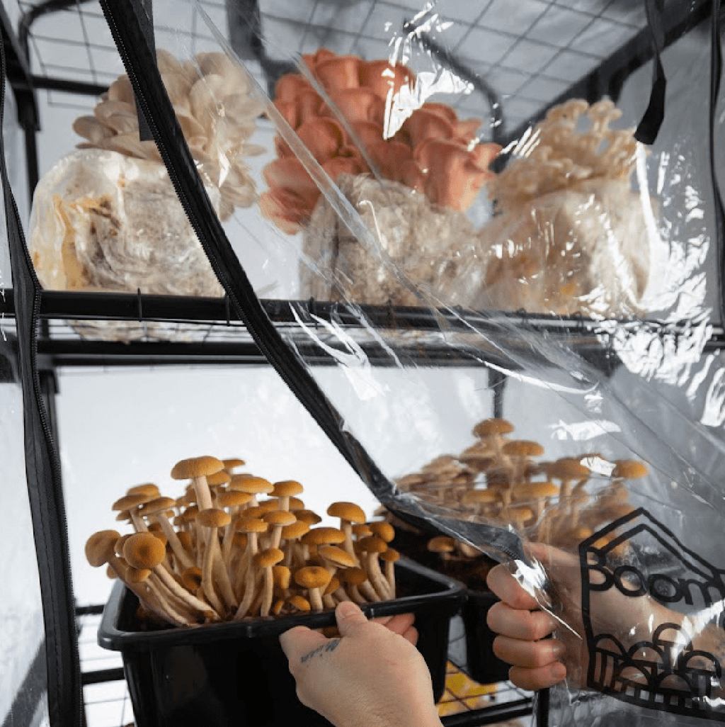 BoomRoom II Automated Martha Tent Mushroom Grow System