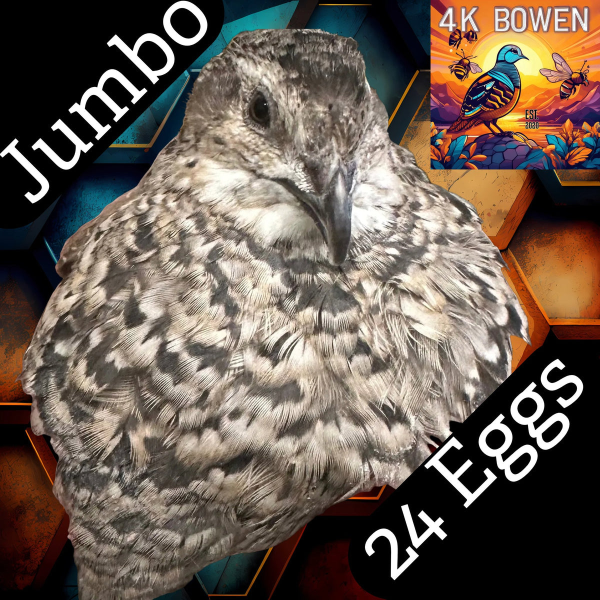 Jumbo quail, 24 hatching eggs, 4K Bowen