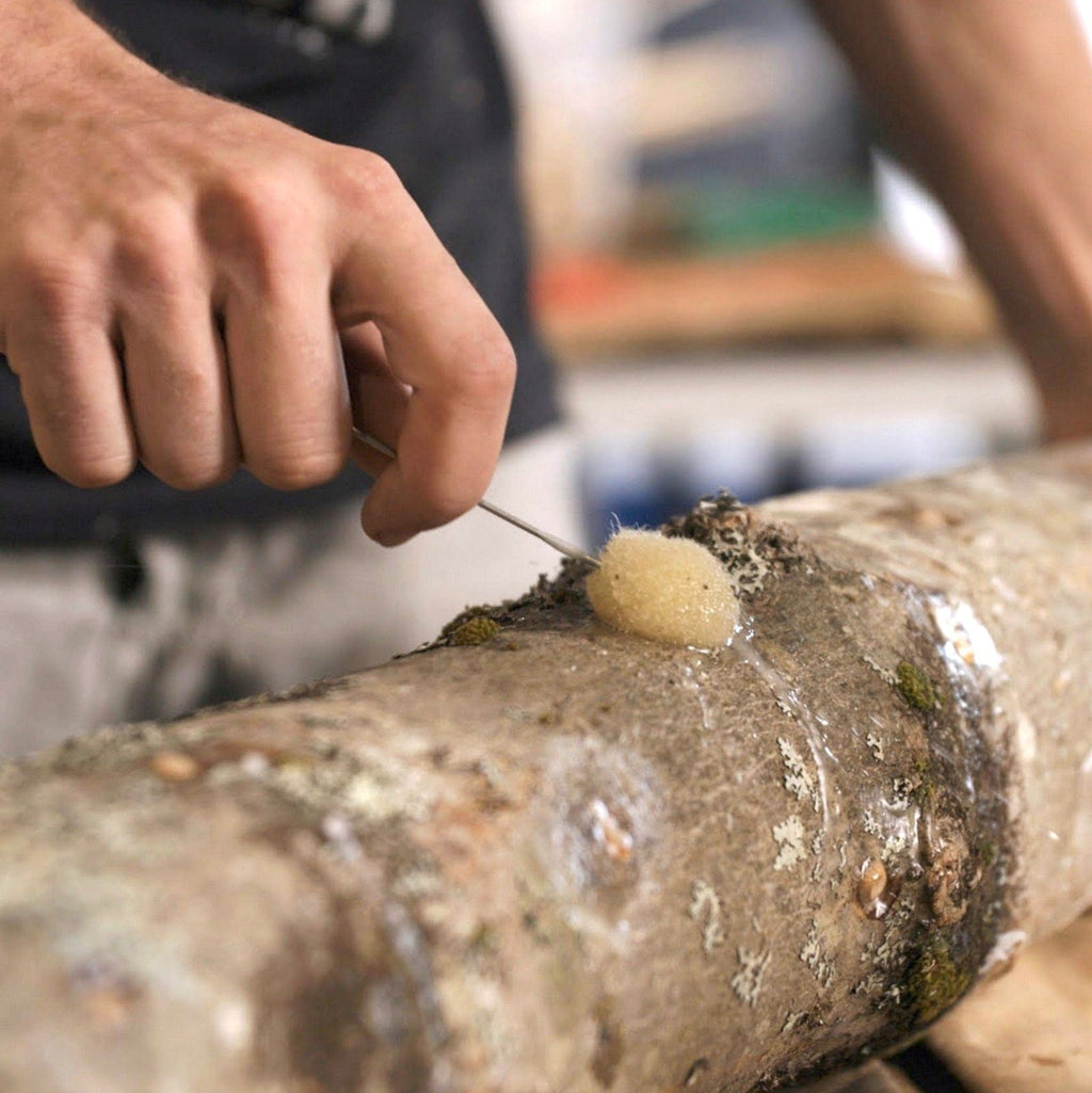Organic Blue Oyster Mushroom Log Kit