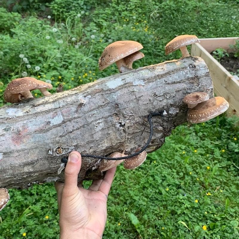 Plug Spawn Mushroom Log Beginner Kit