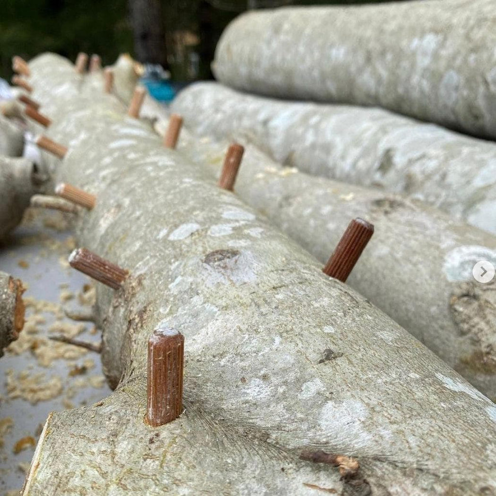Plug Spawn Mushroom Log Beginner Kit