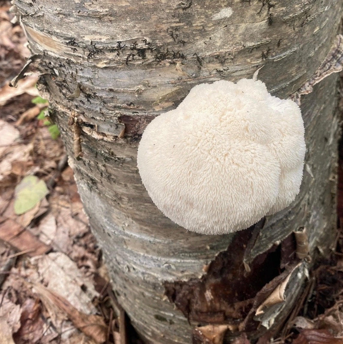 Organic Lion's Mane Mushroom Log Kit