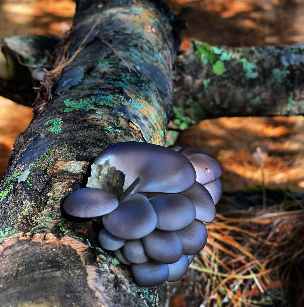Sawdust Spawn Complete Mushroom Log Kit