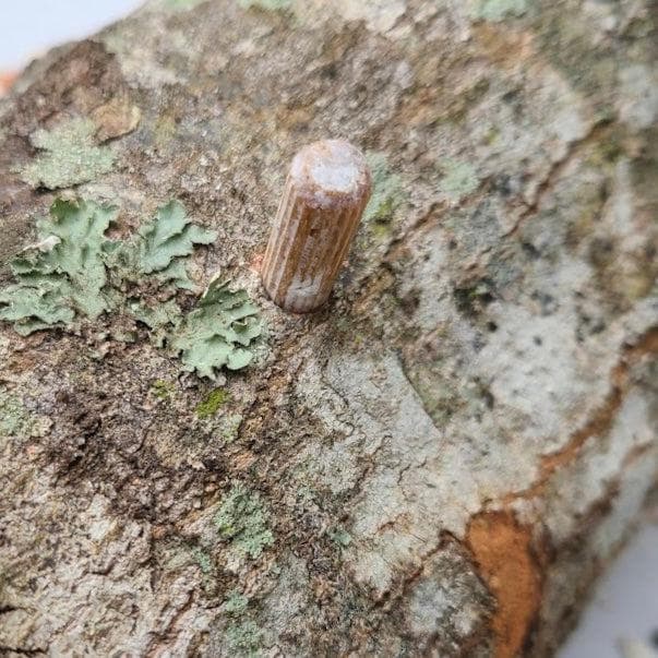 Organic Shiitake Mushroom Log Kit