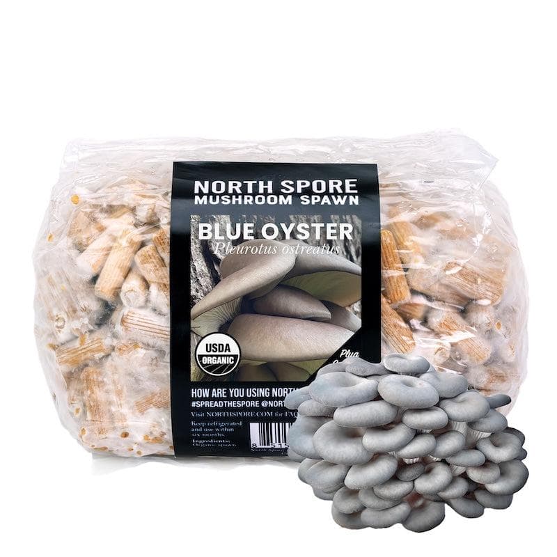Organic Blue Oyster Mushroom Plug Spawn