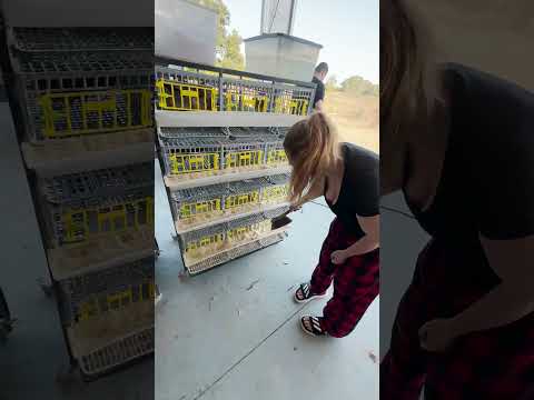 36 Jumbo Coturnix Quail Fertile Hatching Eggs