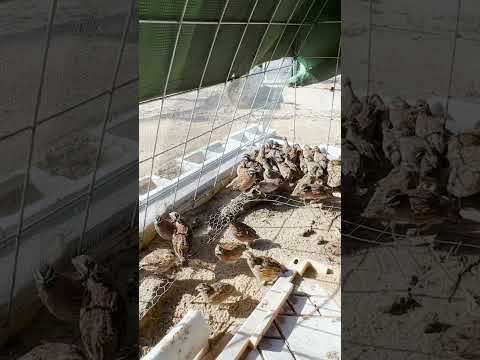 Bobwhite Quail Hatching 36 Eggs