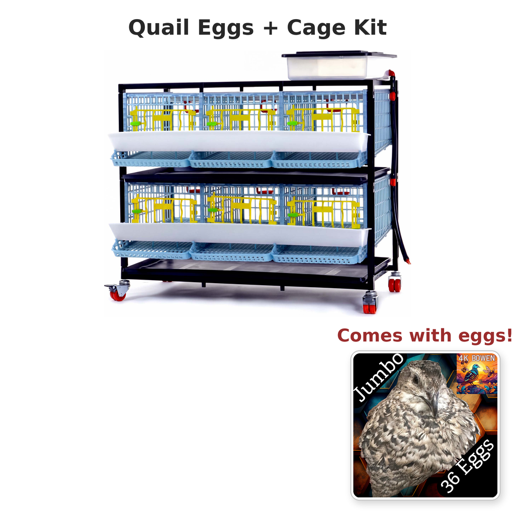 Quail Eggs + 2 Layer Jumbo Cage Kit