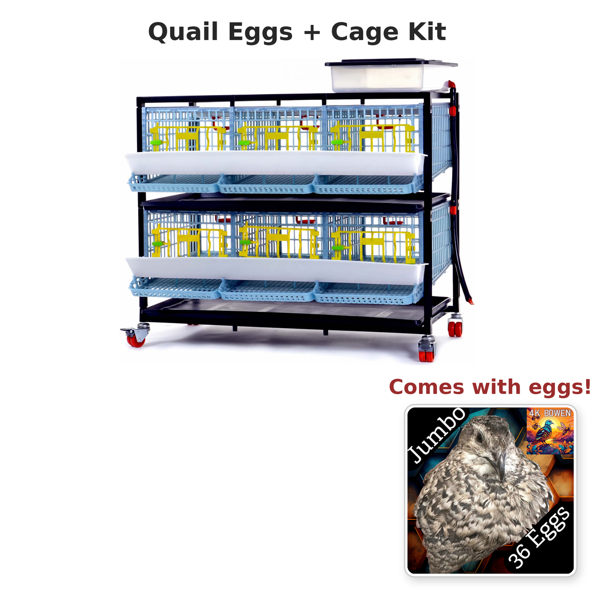Quail Eggs + 2 Layer Jumbo Cage Kit