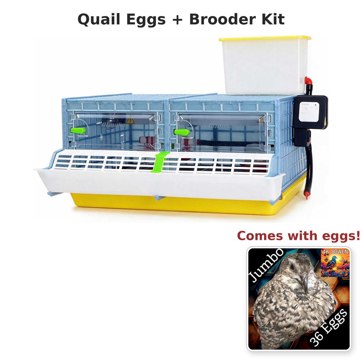 Quail Eggs + Brooder Kit