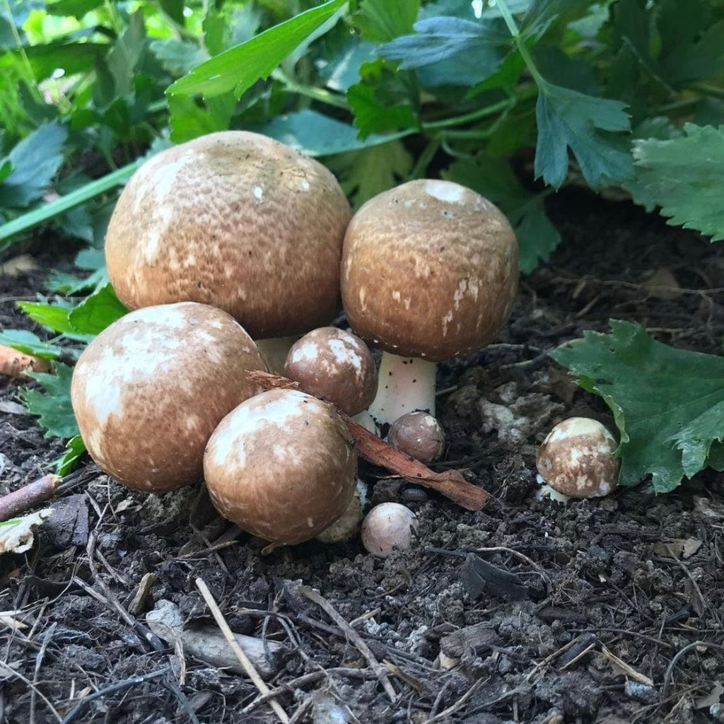 Organic Almond Agaricus Mushroom Sawdust Spawn