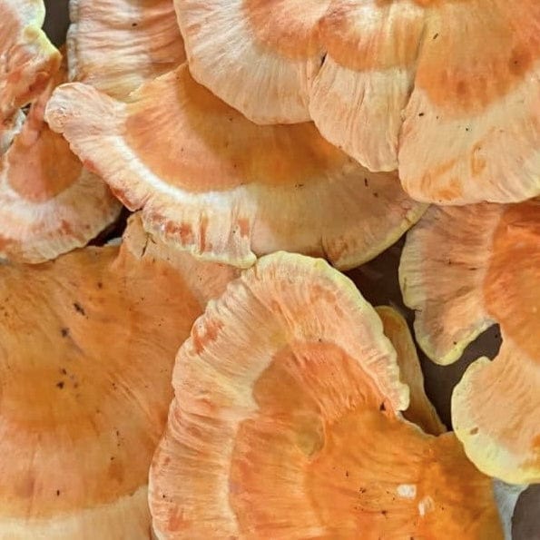 Organic Chicken of the Woods Sawdust Spawn