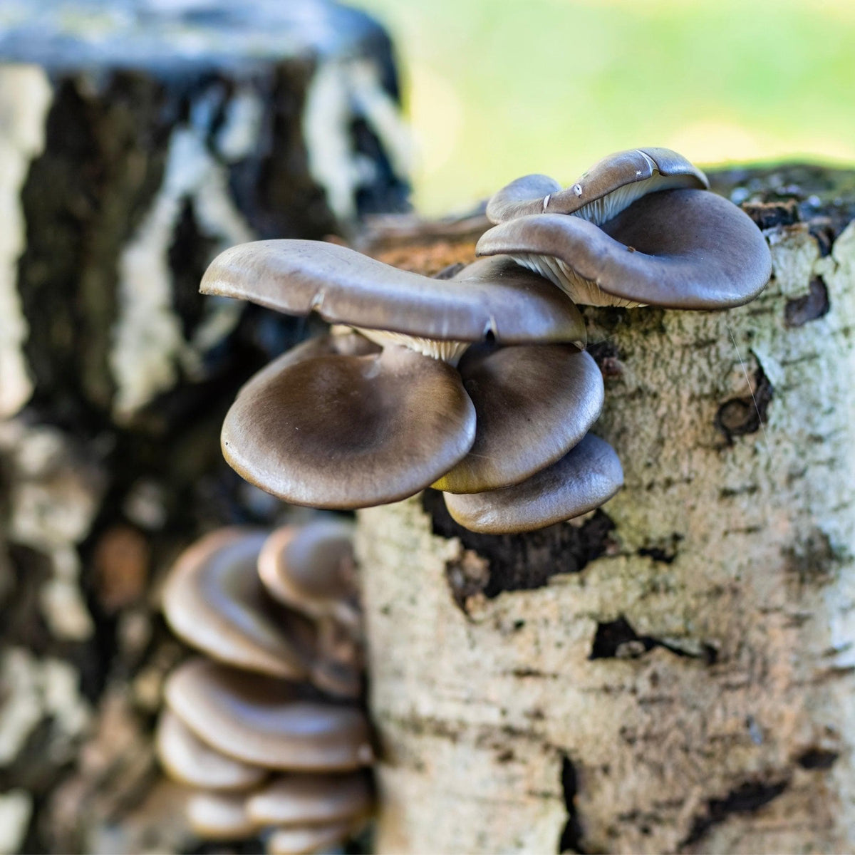 Organic Blue Oyster Mushroom Sawdust Spawn