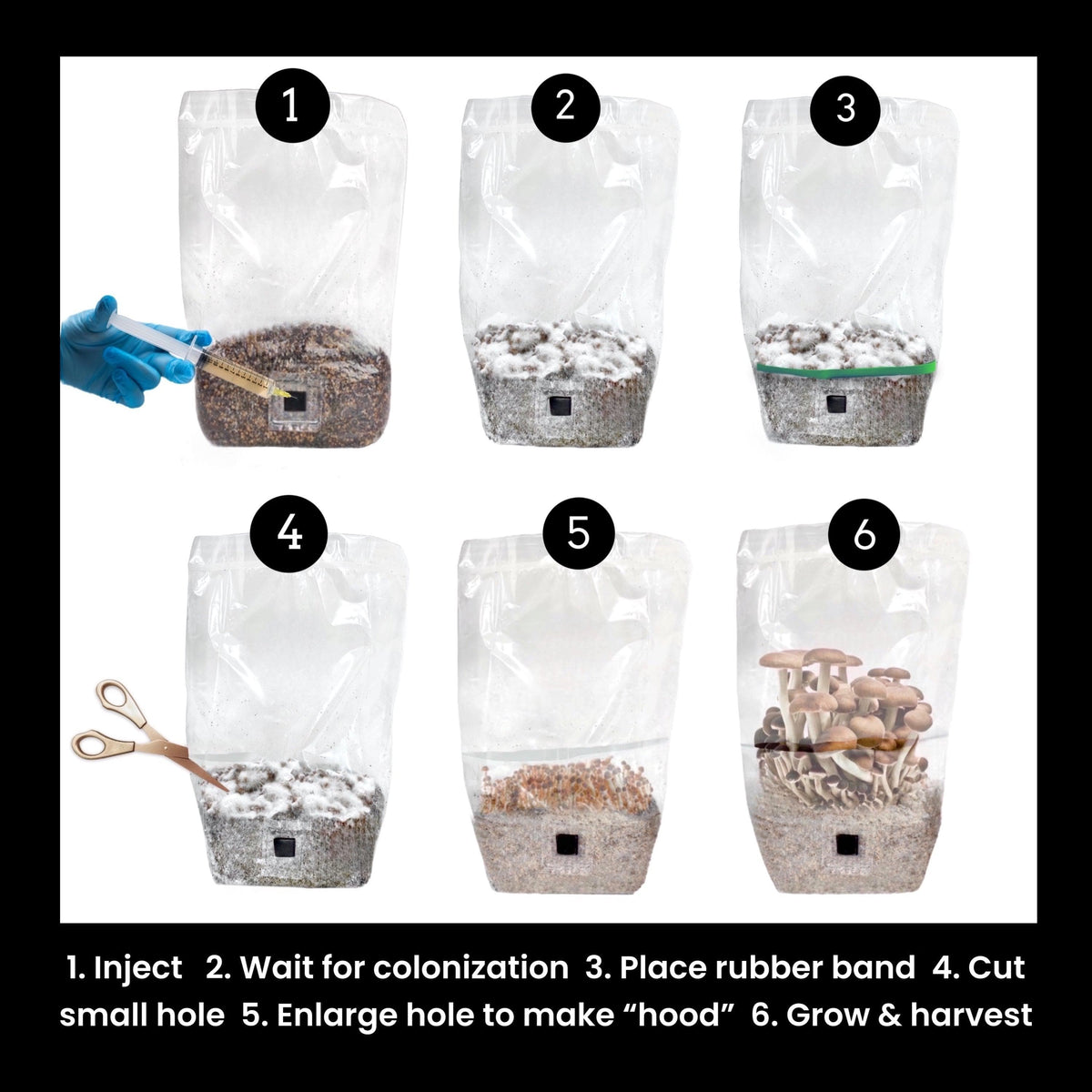 ShroomTek' + Spore Boostr All-In-One Mushroom Grow Bag