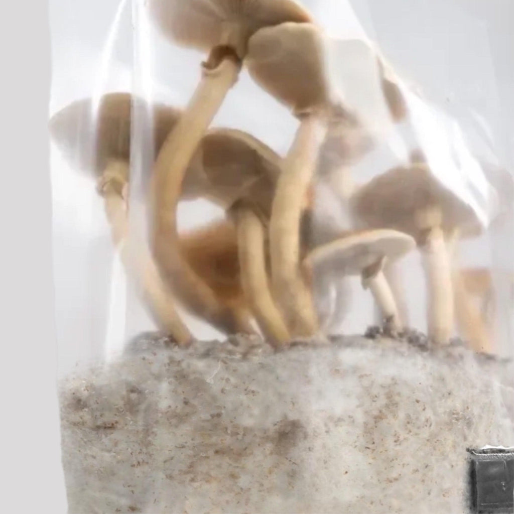 ShroomTek' + Spore Boostr All-In-One Mushroom Grow Bag