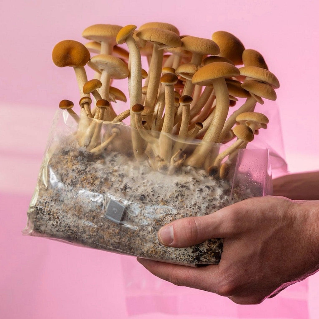 ShroomTek' + Spore Boostr All-In-One Mushroom Grow Bag