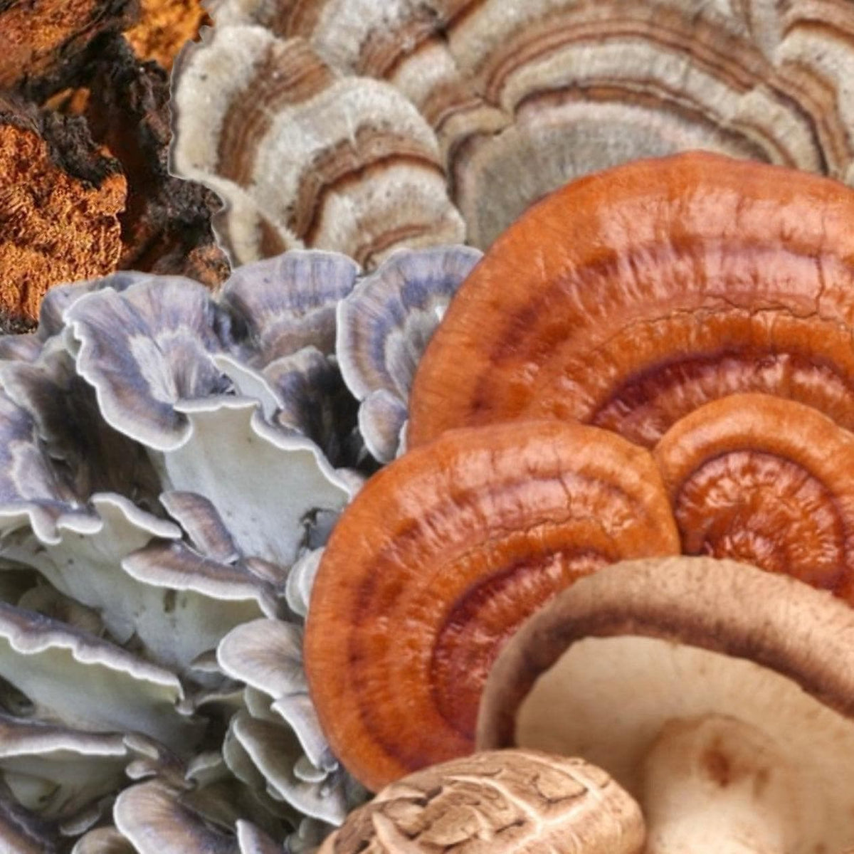 Organic ‘Immunity’ Mushroom Capsules (High Potency)