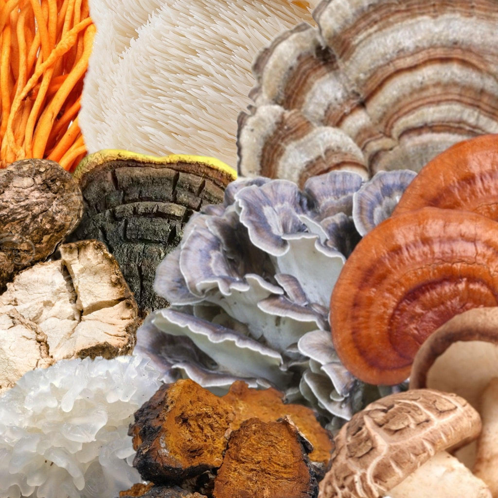 Organic ‘Spectrum 10’ Mushroom Capsules (High Potency)